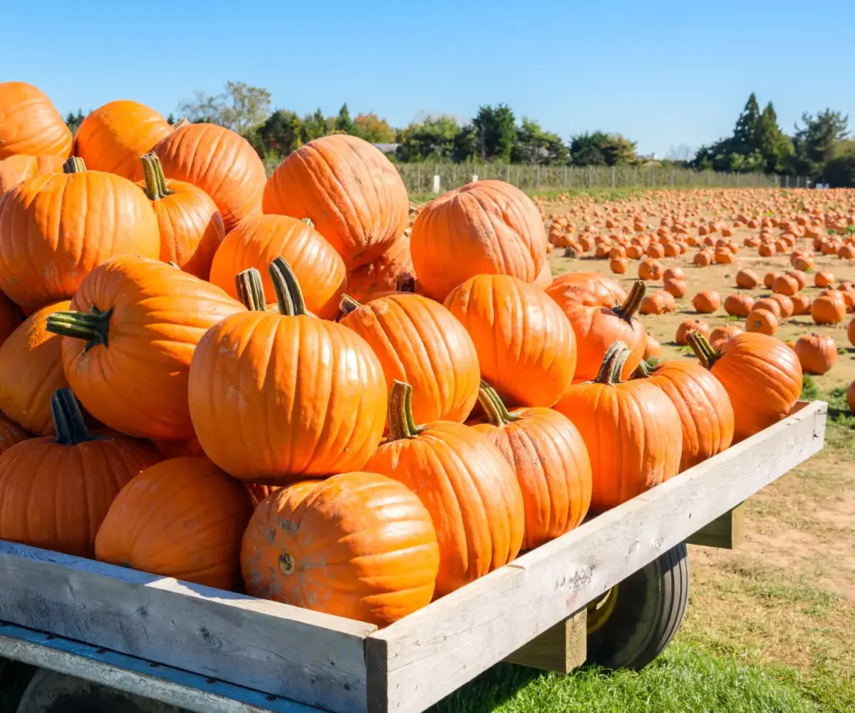 Pile of big orange pumpkins on a wagon in front of a pumpkin patch on a sunny autumn day.