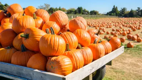 Pile of big orange pumpkins on a wagon in front of a pumpkin patch on a sunny autumn day.